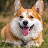 chien welsh corgi pembroke